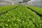 Planting of celery in greenhouse via the Dynamic Root Floating Technique DRAFT, hydroponics technique