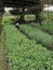 Planting Chrysanthemums flower field