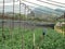 Planting Chrysanthemums flower field