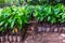 Planting cocoa seedlings from cocoa plantations