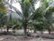 Planting Coconut tree or Cocos nucifera in Thailand.