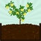 Planting coin tree and compost