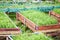 Planting coriander and scallion spring onion growing in pot plantation vegetable garden