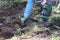 Planting cosmos seedlings in a flowerbed.