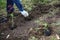 Planting cosmos seedlings in a flowerbed.