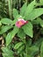 Planting Costus phyllocephalus or Costus fissiligulatus or African princess or Cameroon costus or Cameroon pink ginger.