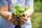 Planting cucumbers and tomatoes in open ground. Hands in the ground keep the seedlings closeup and copy space.