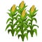 Planting and cultivation of corn. Vector isolated