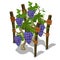 Planting and cultivation of grape. Vector