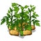 Planting and cultivation of potato.