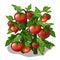 Planting and cultivation of tomato. Vector
