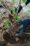 planting currant Bush, roots in the ground,gardening, hands in household gloves