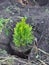 Planting Cypress, Thuja. Thuja occidentalis smaragd.