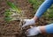 Planting daffodil flower seedlings in the spring. Woman doing spring work in the garden. Close-up on plants and hands