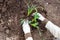 Planting daffodils in the bed. The gardener is filling the bulbous seedlings of daffodil flowers with green sprouted