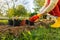 Planting dahlia plants in a flowerbed. Woman planting presprouted dahlia tubers in her garden.