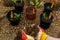 Planting dahlia plants in a flowerbed. Woman planting presprouted dahlia tubers in her garden.