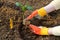 Planting dahlia plants in a flowerbed. Woman planting presprouted dahlia tubers in her garden.