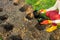 Planting dahlia plants in a flowerbed. Woman planting presprouted dahlia tubers in her garden.