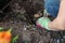 Planting a dahlia tuber in a spring flower garden. Working with plants in the garden. Gardening with flower tubers. Good roots of