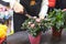 Planting decorative plants at Floral shop. Hands of a florist with scissors caring for flower