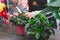 Planting decorative plants at Floral shop. Hands of a florist with scissors caring for plants