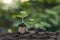 Planting and developing trees on coin pile as well as green nature background blur