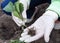 Planting early cabbage is a troublesome business