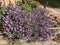 Planting European michaelmas daisy or Aster amellus or Purple dome aster or Purple aster in Lithuania.