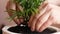Planting flowers in a flower pot close-up. Close-up of female hands caring for a house plant. Growing flowers at home is a woman`s