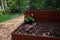 Planting flowers into a raised garden bed with the help of a Hori Hori