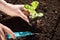 Planting a fresh lettuce seedling