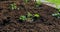 Planting and gardening. Watering seedling in beds, soil moisturizing, close-up video. Organic farming concept