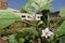 Planting green beans in a vegetable garden with its flower