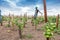 Planting green tomatoes with farmer in background.