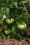 Planting green tomatoes in a vegetable garden