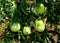 Planting green tomatoes in a vegetable garden