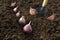 Planting and growing garlic in the ground in the beds by the line method in autumn or spring