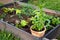 Planting and growing peppermint plant in flower pot to stop it from spreading too much on home garden.