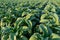 Planting and harvesting season tobacco in tobacco plantation field.Tobacco Industry for Agriculture and Export