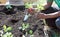 Planting Herbs in a Raised Flower Bed 3