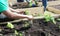 Planting Herbs in a Raised Flower Bed 4