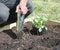 Planting Herbs in a Raised Flower Bed 5