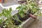 Planting herbs in a window box garden