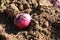 Planting hyacinth bulb. Bulb of hyacinth on garden soil