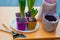 Planting hyacinths at home on a yellow table. ground paper bag, drainage, tools