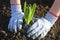 Planting a hyacinthus