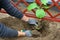 Planting a kiwi plant