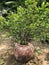 Planting lime tree in a giant water jar.