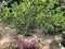 Planting lime tree in a giant water jar.